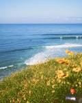 Flowers over Surf