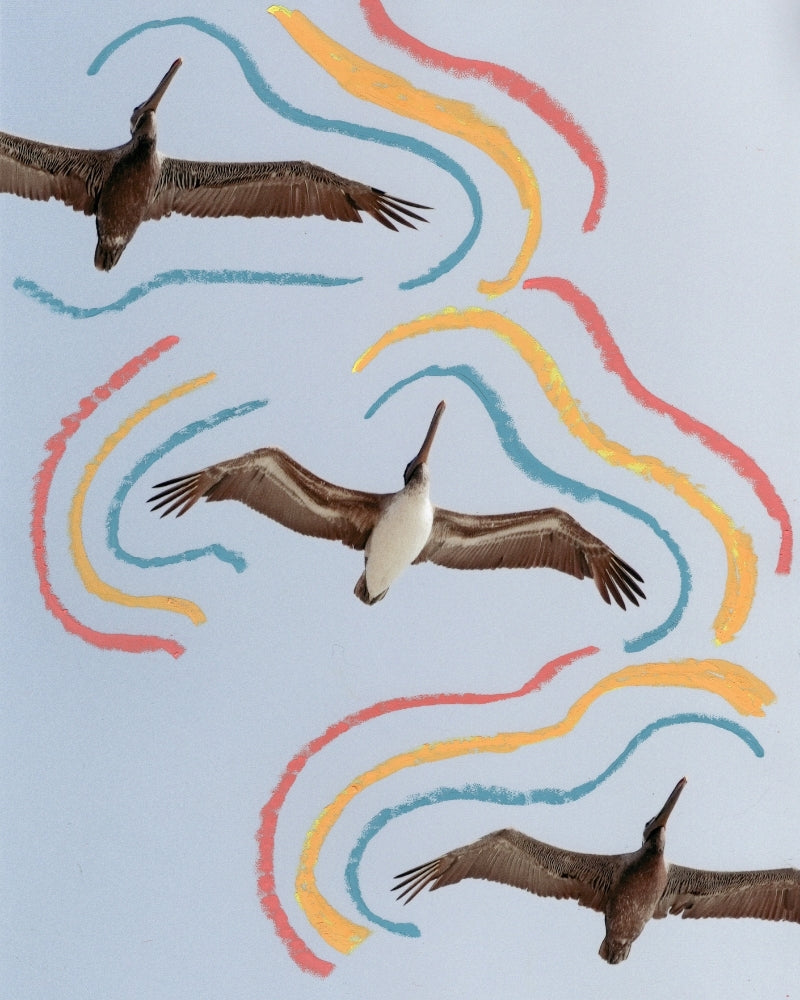 Flying Pelicans