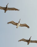 Pelicans