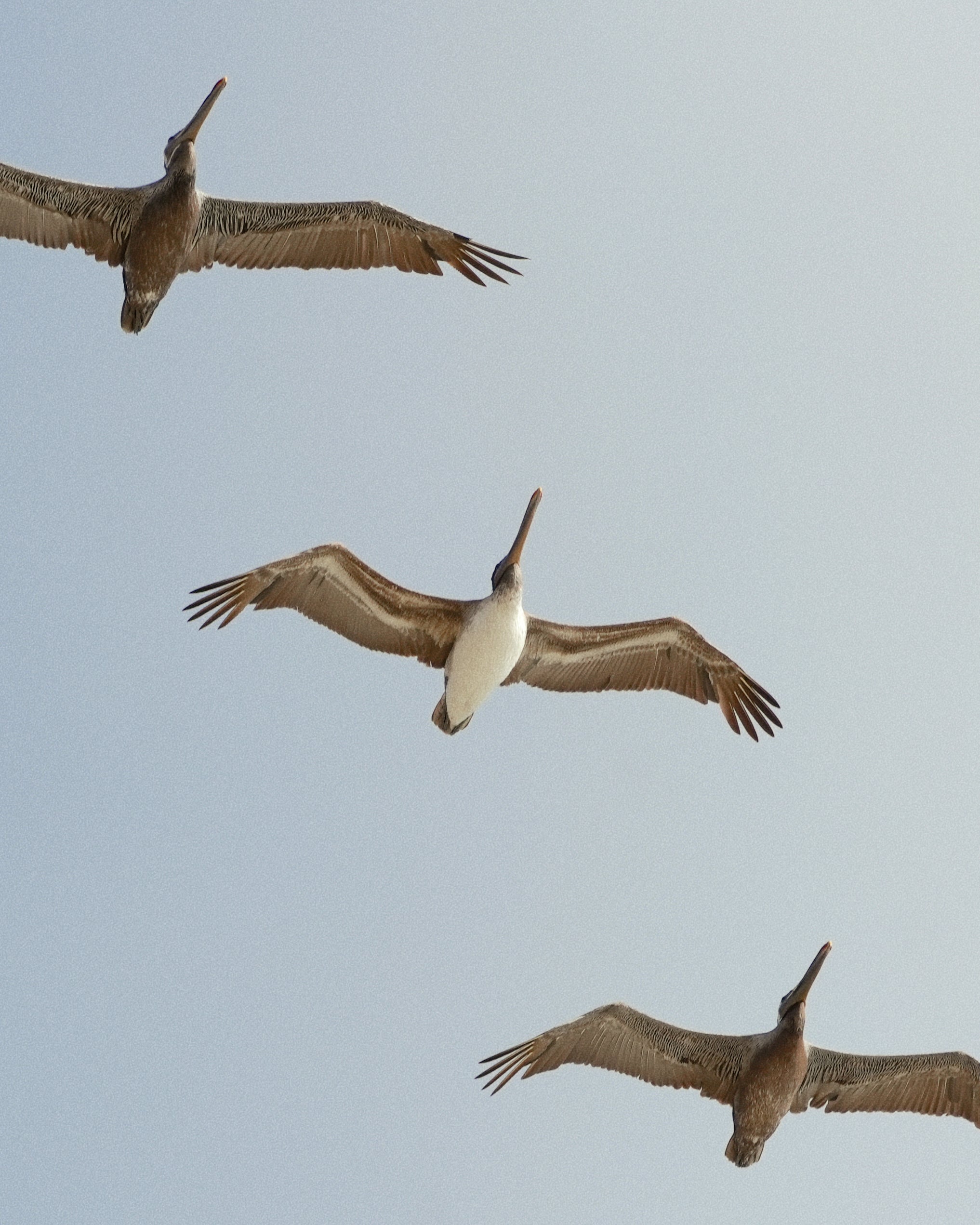 Pelicans