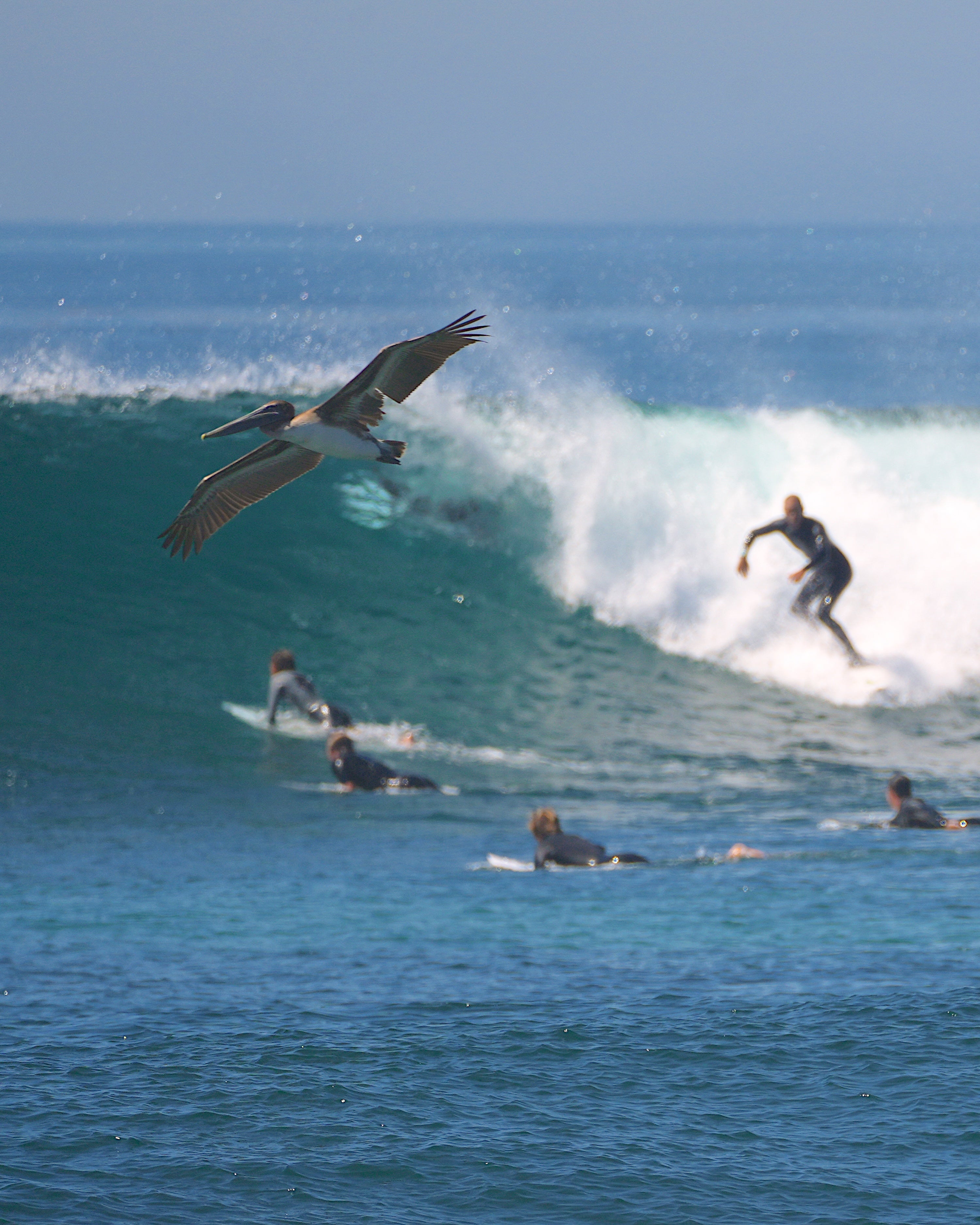 'Pelican and Surfer' Digital Download